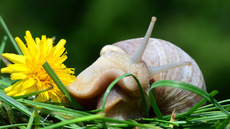 Weinbergschnecke_ (1).jpg